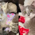 Kitten Learns to Trust with Encouragement from Her Cat Siblings, Now She Has Happiest Ending She Hoped for