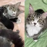 Family Noticed a Cat Looking for Help, Not Long After They Took Her in, She Brought Kittens into the World
