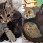 Cat Has Been His Brother's Greatest Protector Since They Were Found Together as Kittens