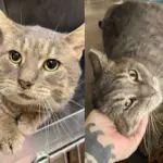 They Bring Tom Cat in to Get Him Help and Soon Realize He's a Gentle Soul with a Heart of Gold
