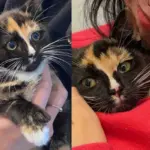 Kitten Found on the Street Barely Moving Turns into a Lively Cat and Won't Let Anything Stop Her