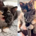 Tiny Kittens Come from a Shelter, Determined to Steal Hearts, Until Both Their Dreams Come True Together
