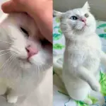 Cat Shows Up in a Garden and Sticks Around Until Kind Person Notices Him and Changes His Life