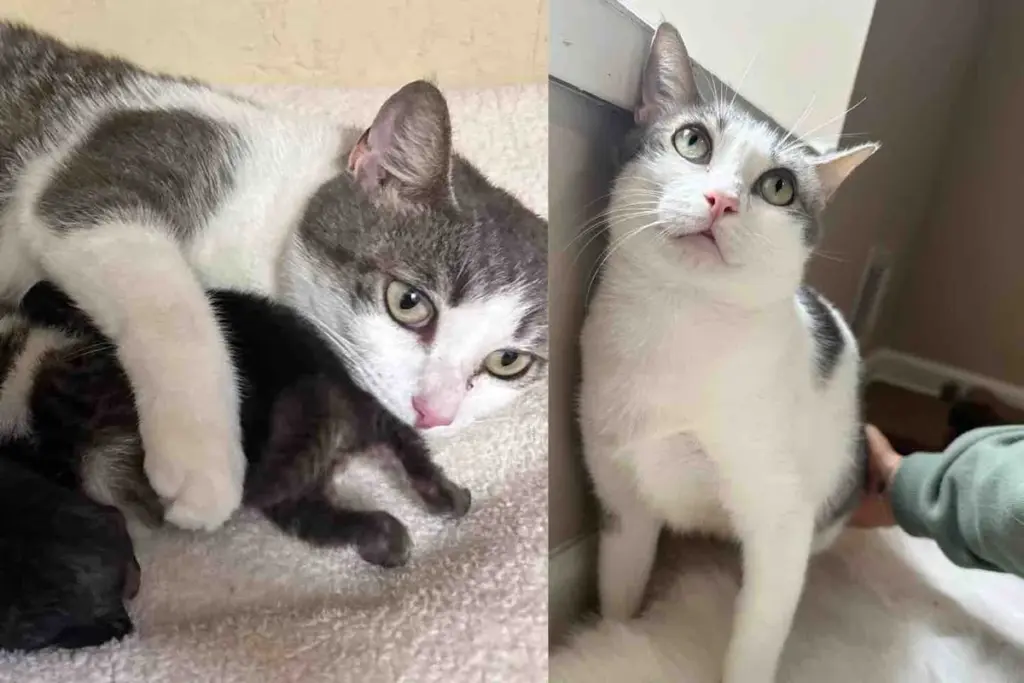 Street Cat and Her Kittens,