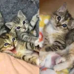 Kittens Born to a Feral Cat Turn into Happiest Bunch When They Realize Their World is About to Be Much Better