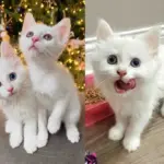 Kittens Born Shortly After Cat was Taken in, Now They're Living the Dream Life They Were Meant to Have