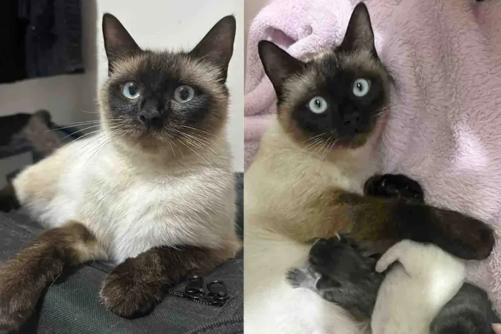 Cat Finally Steps Inside