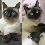Cat Finally Steps Inside to Safety After Weeks of Living Outside, Days Later She Has Five Kittens By Her Side