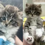 Guy Went Out for Lunch But Returned with a Kitten in His Arms, He Couldn't Walk Away from the Tiny Cat